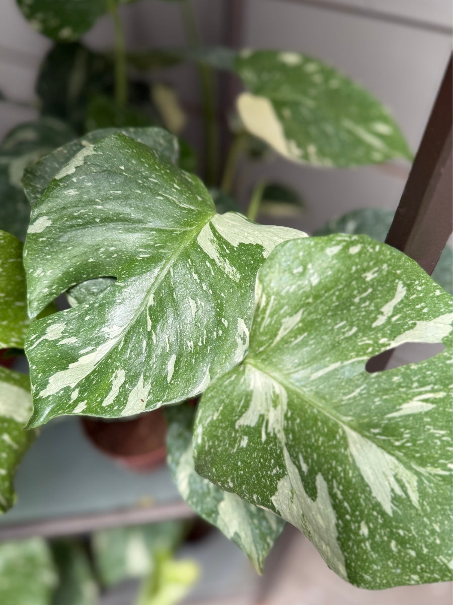 Monstera Deliciosa 'Thai Constellation'